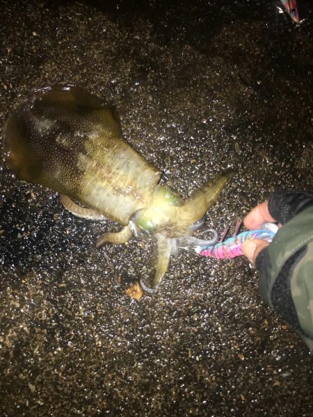 3.5号から3号にサイズダウンで数釣り成功