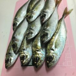 雨のアジング！