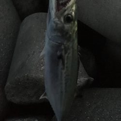 昨日に引き続き…