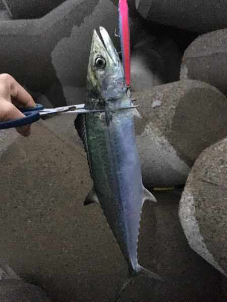雨の中ふんばるも朝はサゴシのみ