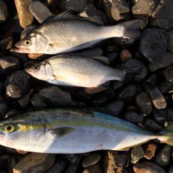 大里松原海岸 ハマチ1 ヒラセイゴ2