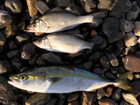 大里松原海岸 ハマチ1 ヒラセイゴ2