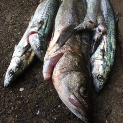 台風明けの朝練