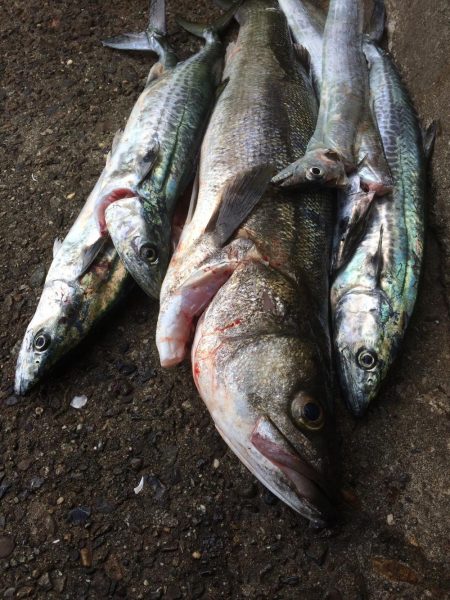 台風明けの朝練