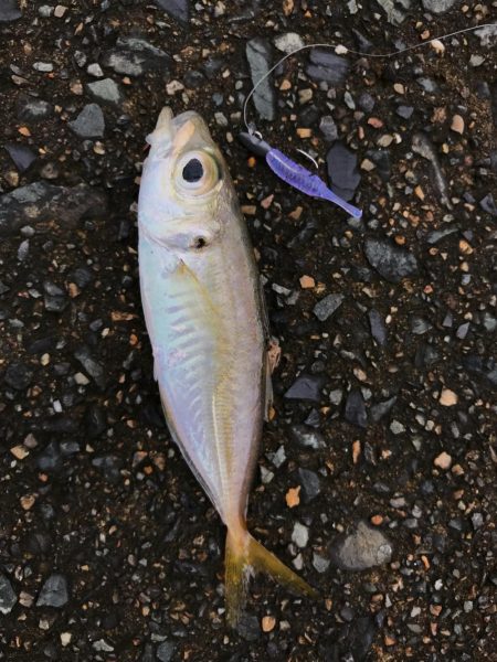 メバダート1インチ  青色を使う。