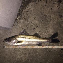 昨日に引き続き、、、