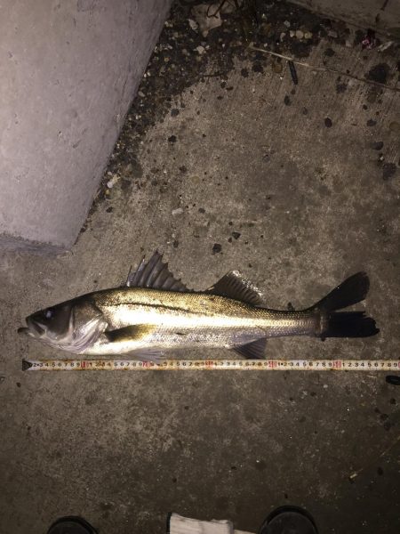 昨日に引き続き、、、