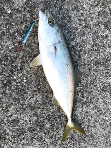 ナブラも奥が深い