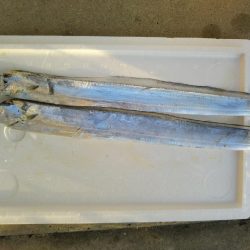 阿南市の大野突堤でタチウオとシーバス