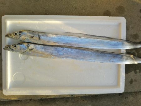 阿南市の大野突堤でタチウオとシーバス