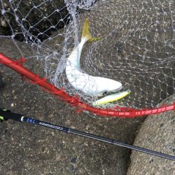 かろうじてハマチぴきいち！