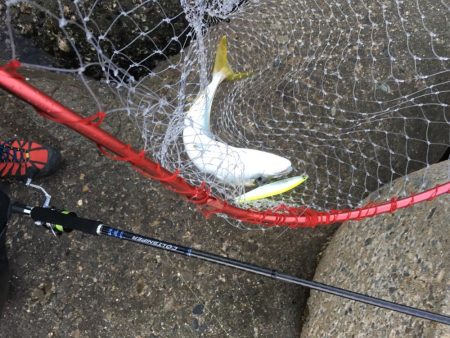 かろうじてハマチぴきいち！