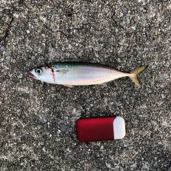 芦屋浜にて朝練