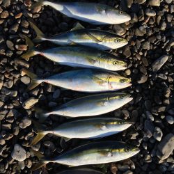 大里松原海岸 ハマチ5+2 シオ1