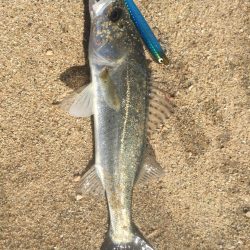 トップシーバス