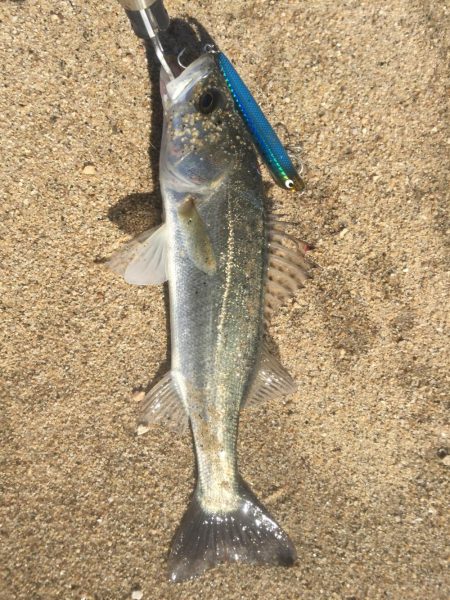 トップシーバス