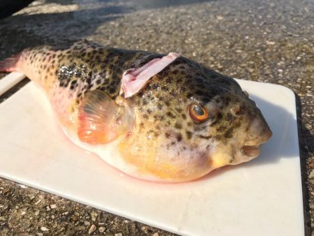 ラン&ジャンピンサイドレーザーキャストナブラゲッチュ！