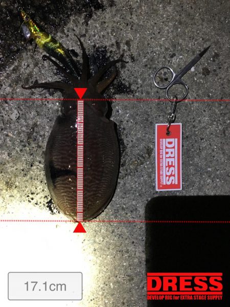 コウイカとアオリイカ