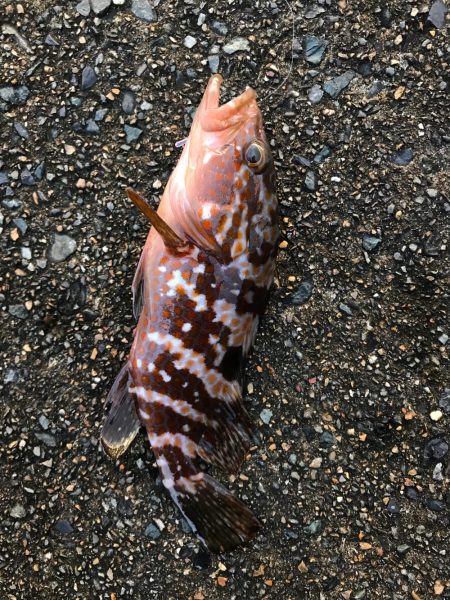 メバダート1インチ青色。