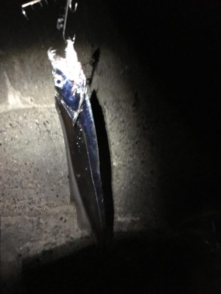 タチウオは何処へ、、、