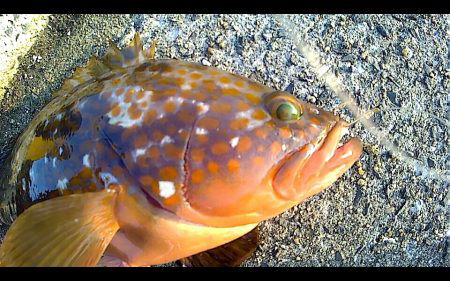 10月にセミが鳴いてたらアイツもいた