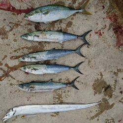 やっと釣れたハマチ君