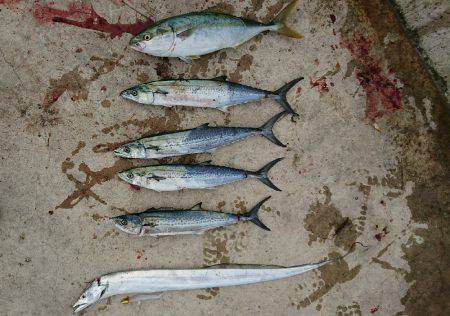 やっと釣れたハマチ君