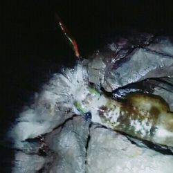 バッドコンディション