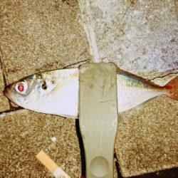 アジングでタチウオ