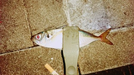 アジングでタチウオ