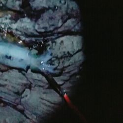 サイズ据え置き過ぎんぐ