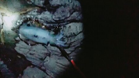 サイズ据え置き過ぎんぐ