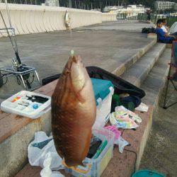 葉山でカワハギ釣り
