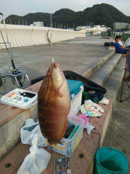 葉山でカワハギ釣り