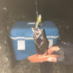 タチウオ&サゴシ