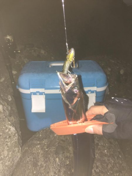 タチウオ&サゴシ