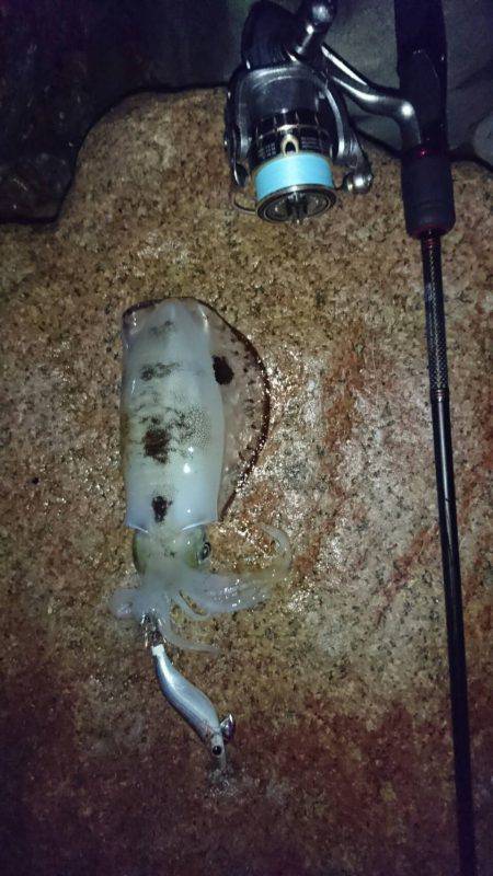 サーフエギング