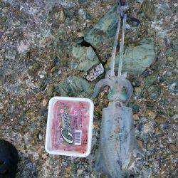 胴長19㎝のアオリイカ