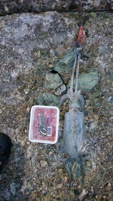 胴長19㎝のアオリイカ