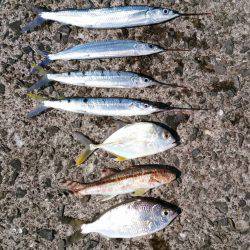 あの魚が大型で