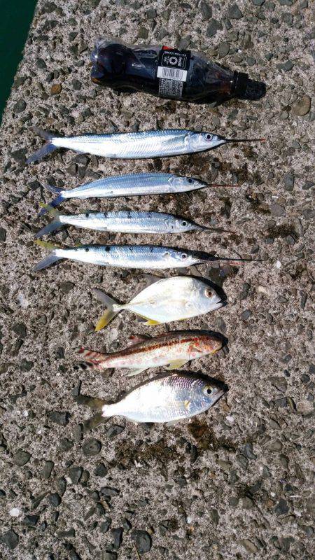 あの魚が大型で