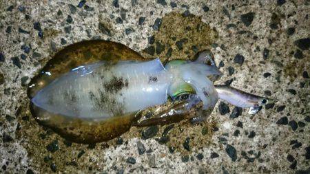 新井崎エギング