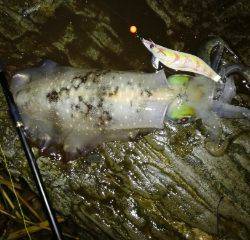 夜明け前のエギング