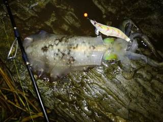 夜明け前のエギング