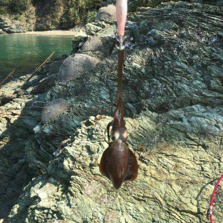 アオリイカ二杯GET