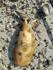 午後からちょっと