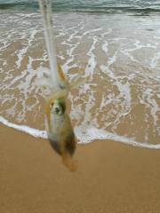 今日も渋かった