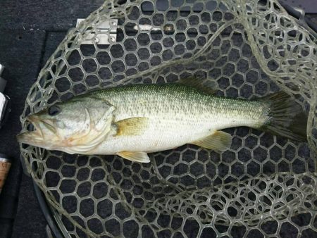 雨の中のブラックバス