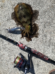 嫁さんとエギング