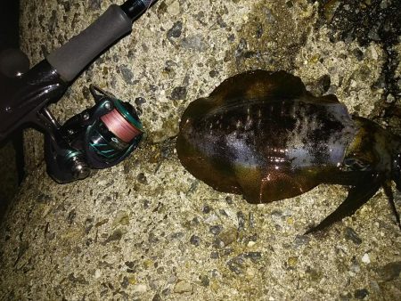 ナイタエギング渋い！